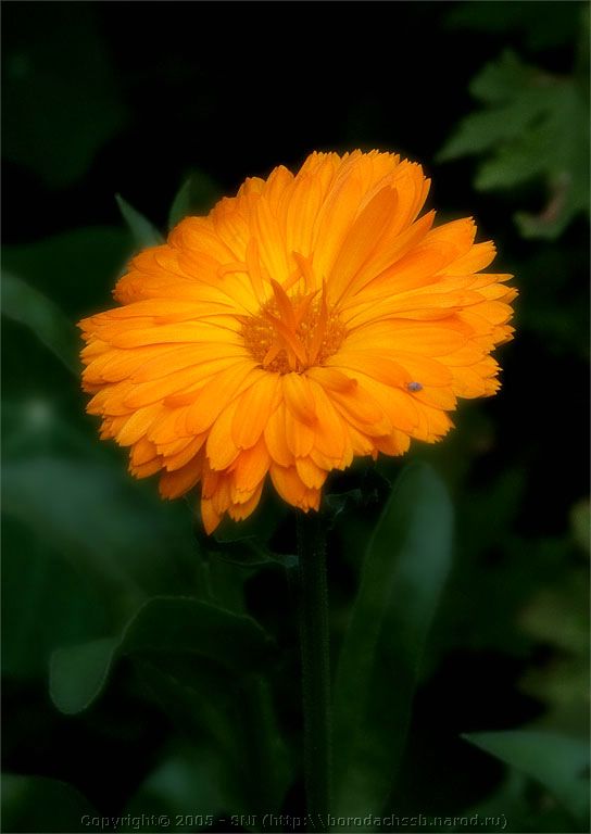 PICT2056.jpg
