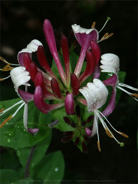 PICT2221.jpg