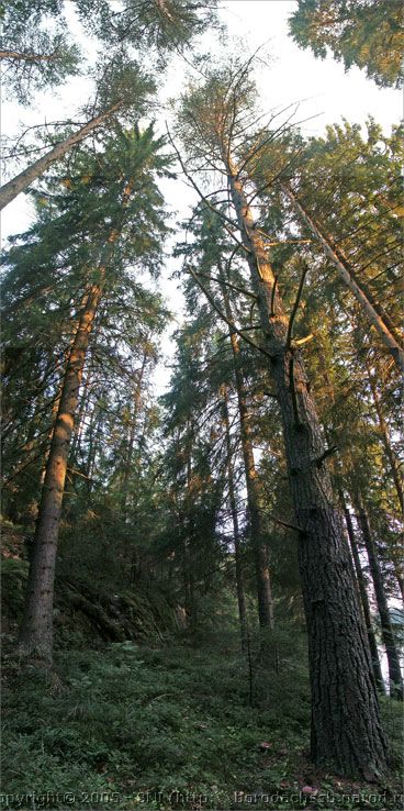 PICT2363.jpg